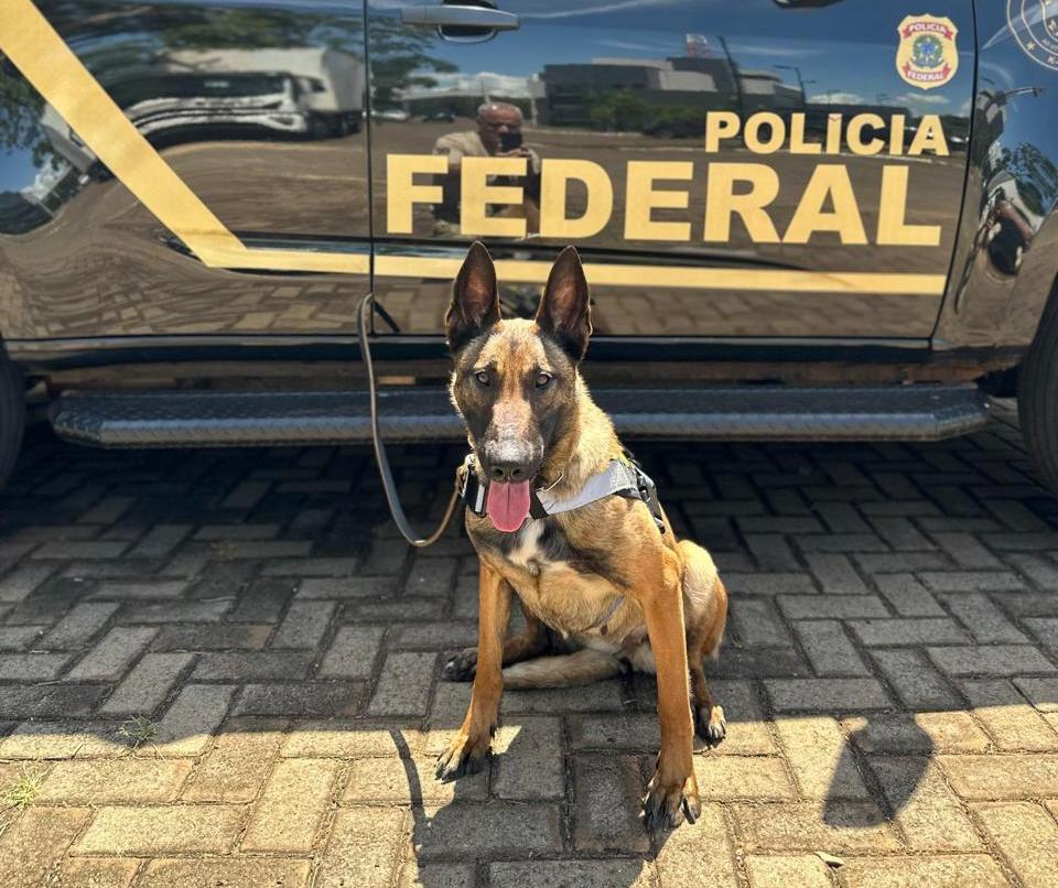 Canil da Polícia Federal em Guaíra ganha cadela trazida da Alemanha
