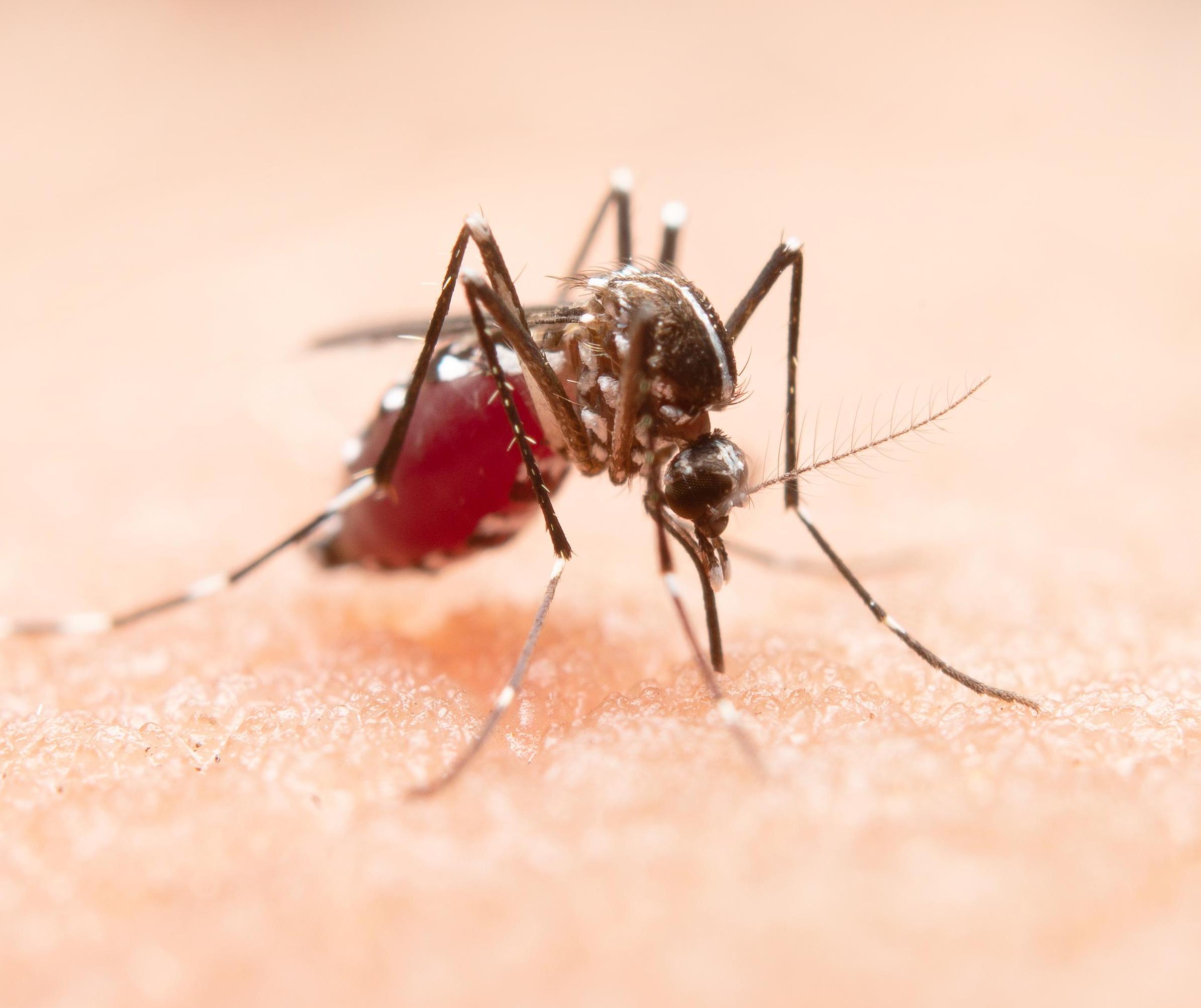 3º Lira de 2025 aponta infestação média de 0,4% em Maringá