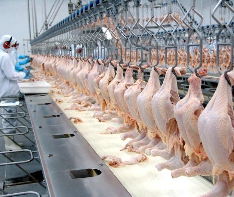 Exportação brasileira de carne de frango sobe 16%