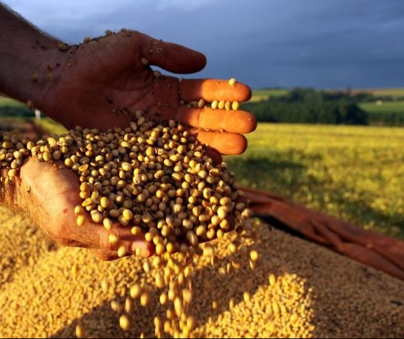 Preços agrícolas seguem valorizados em Maringá