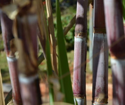 No Paraná, moagem de cana-de-açúcar se encaminha para o final