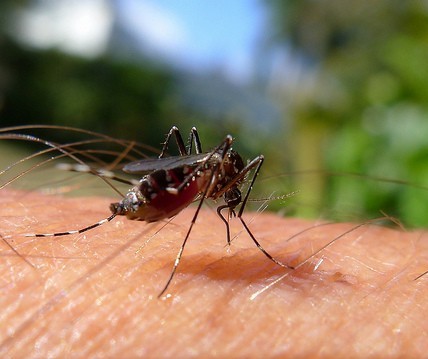 Em novo calendário epidemiológico, Maringá confirma um caso de dengue