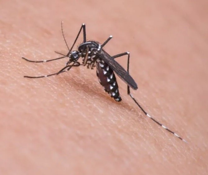 Londrina segue com maior número de casos de dengue no Paraná