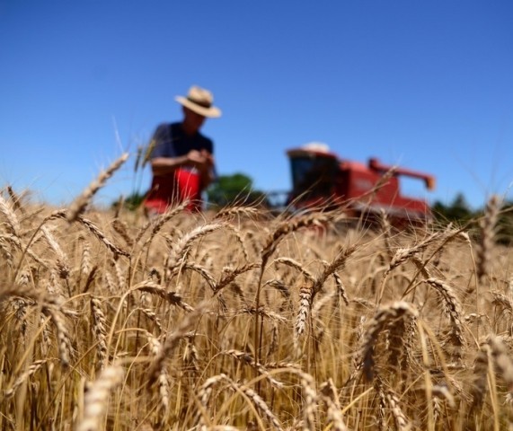 Preço do trigo pode sofrer alteração no médio prazo