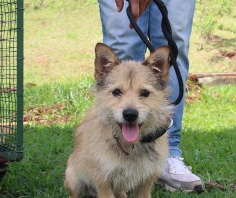 Secretaria de Bem-Estar Animal lança campanha para adoção de pets idosos