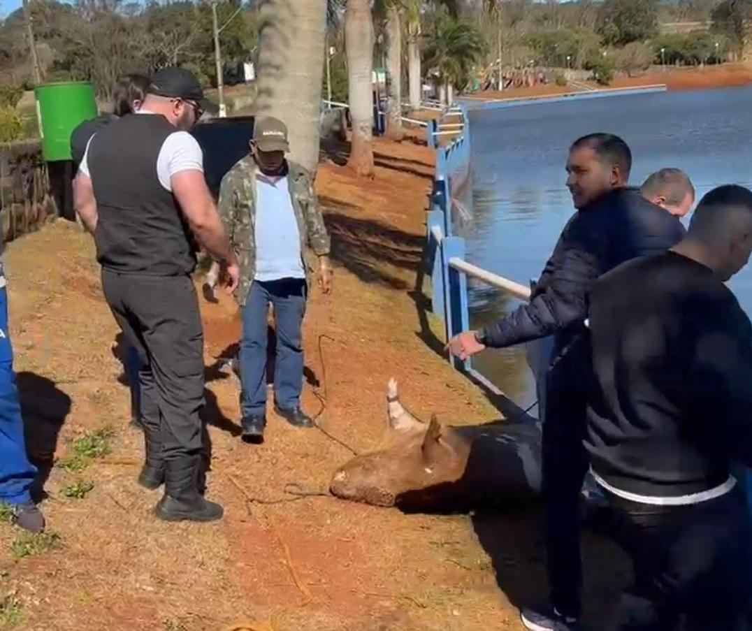 Polícia investiga morte de capivaras no Parque Municipal da Raposa