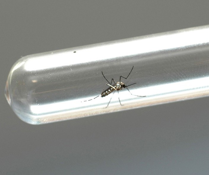 Paraná registra 24 novos casos de dengue no período epidemiológico