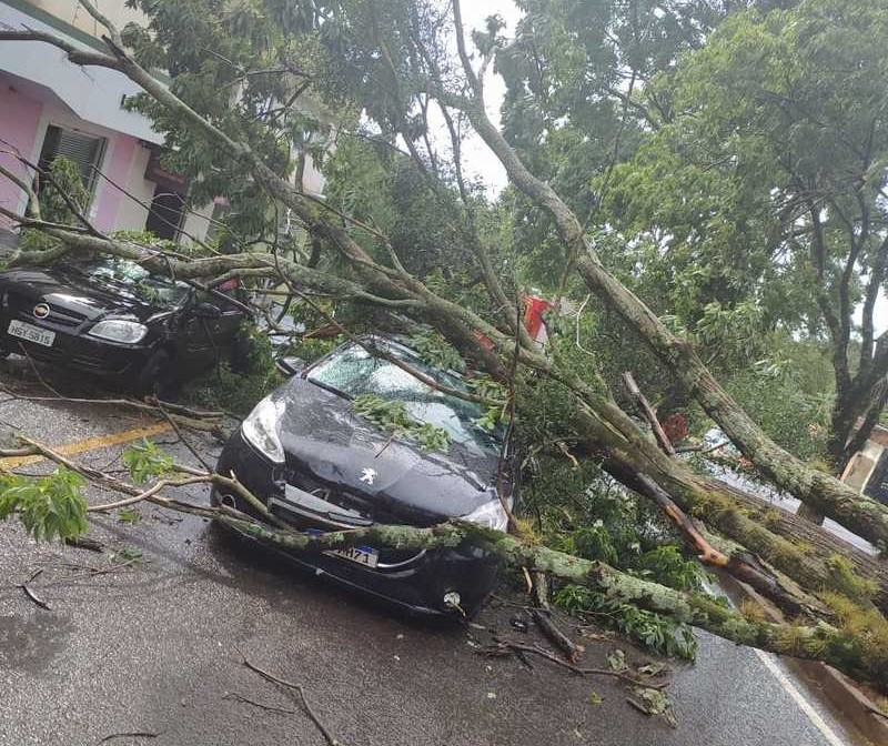 Árvore cai e atinge dois carros em Maringá nesta quarta-feira (3)