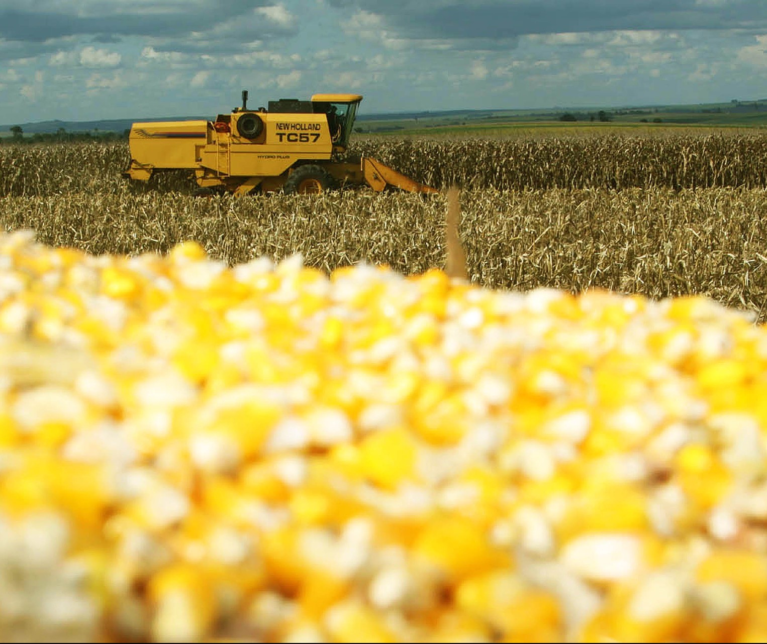 Quebra na safra do milho safrinha é estimada em 20% no Paraná