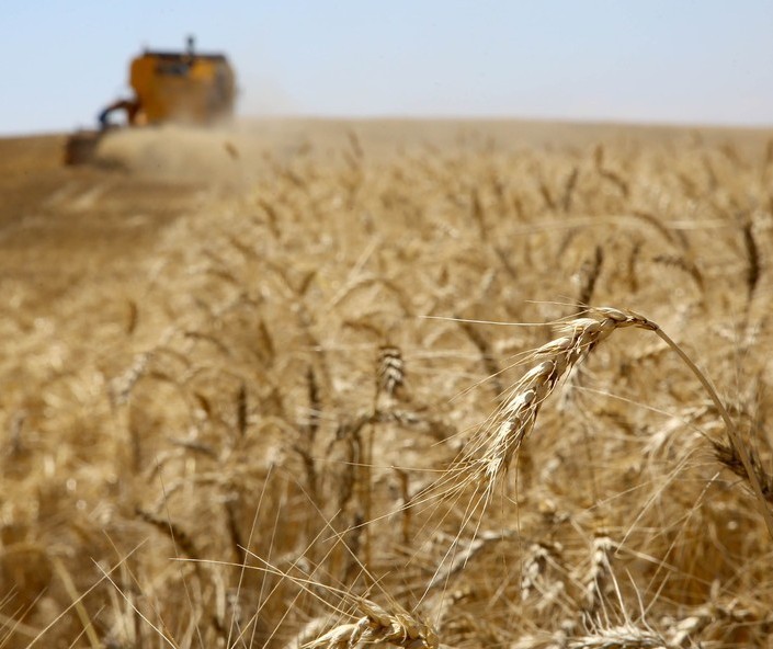 74% da área total de trigo já foi colhida no Paraná