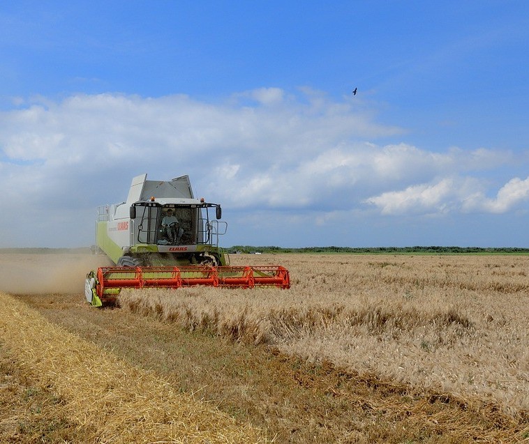 Começa colheita do trigo na região de Maringá