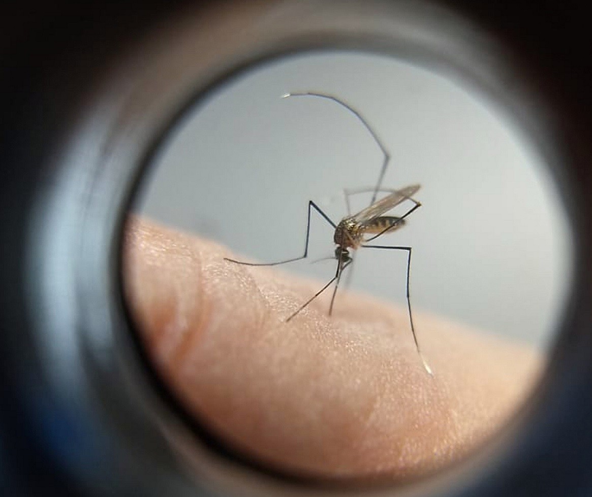 Saúde investiga suspeita de três mortes por dengue em Maringá