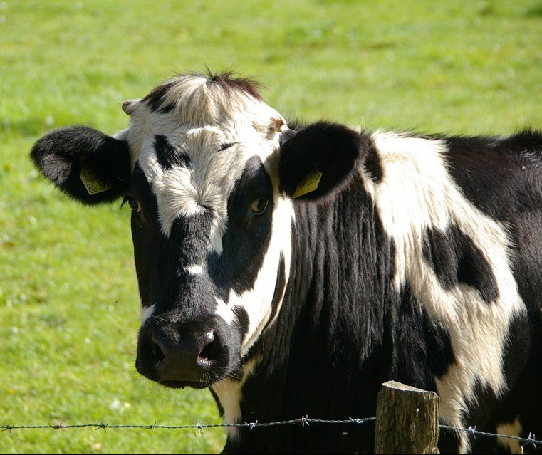 Vaca gorda custa R$ 135 a arroba 