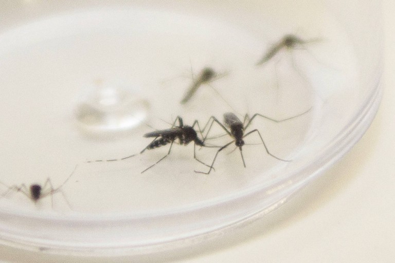 Maringá soma 298 casos confirmados de dengue no período epidemiológico
