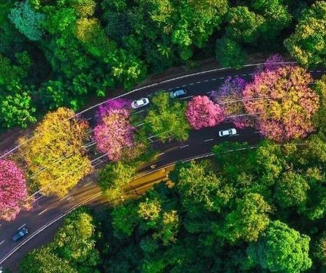 Prefeitura irá contratar a retirada e replantio de 12.500 árvores