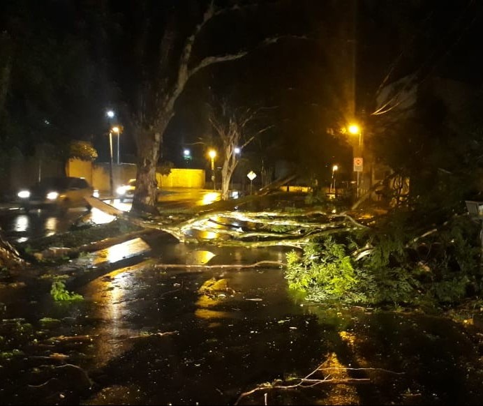 Chuva causa estragos em Maringá; 62 árvores caíram