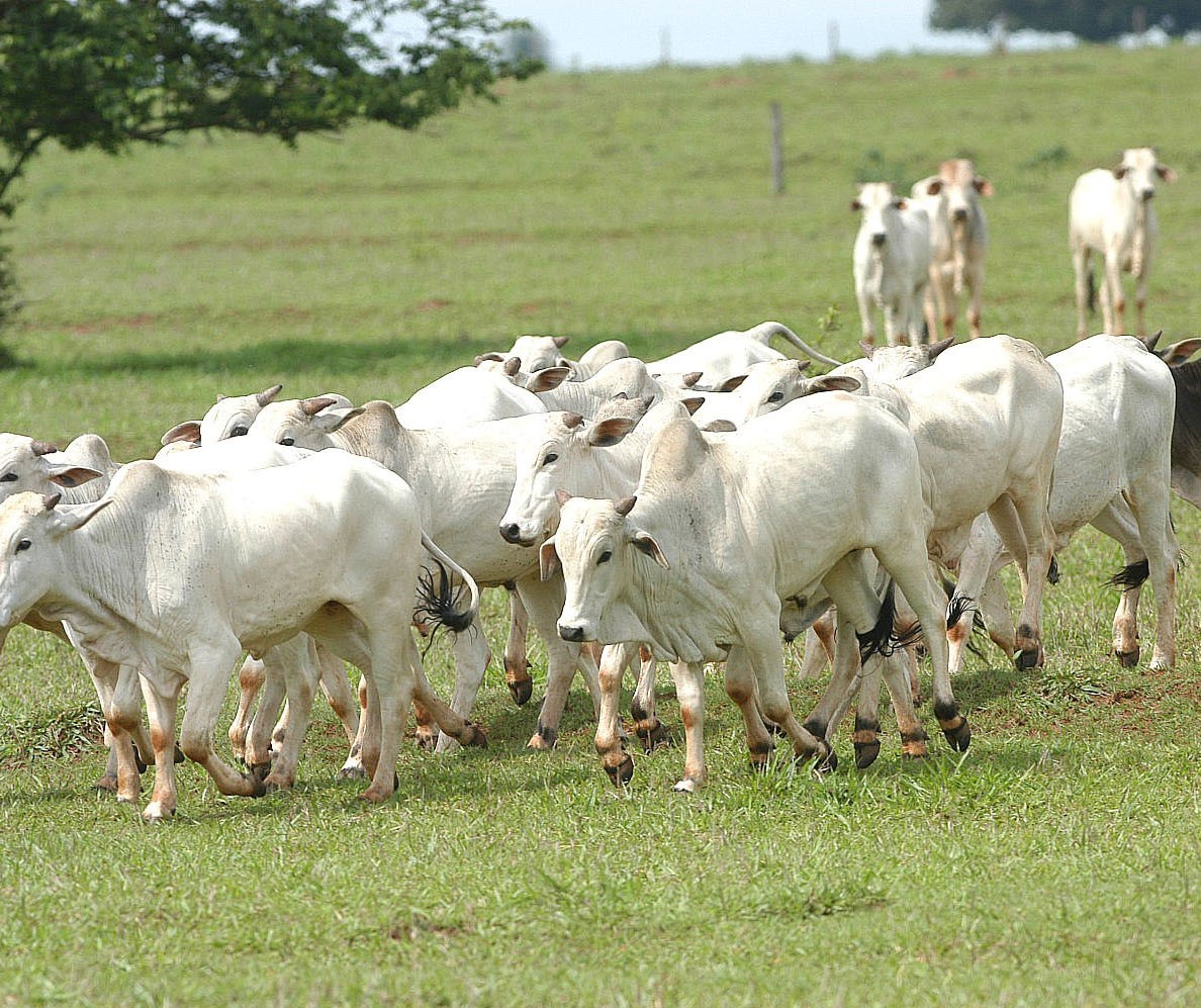 Período mais chuvoso já reflete em melhores condições para o manejo de bovinos no Paraná