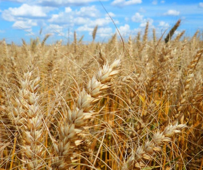 Brasil registra maior produção de trigo de sua história