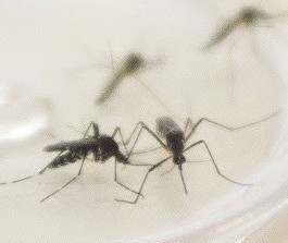 Maringá registra 352 casos de dengue em uma semana, aponta Sesa