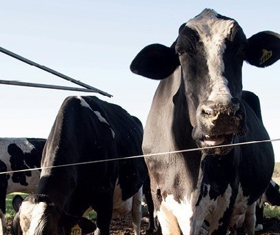 Vaca gorda custa R$ 133 a arroba em Maringá