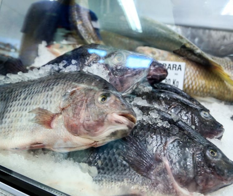 Procon encontra diferença de até 221% no preço dos pescados em Maringá