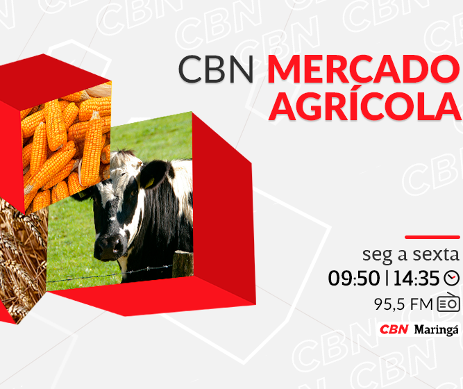 Mandioca custa R$ 580,00 por tonelada em Paranavaí