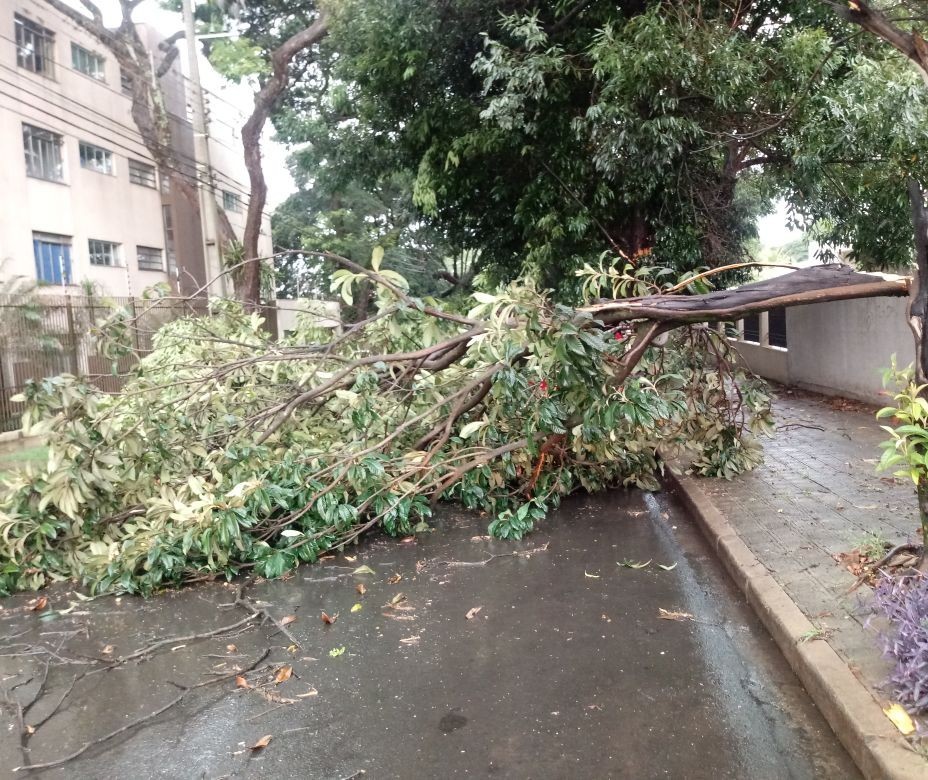 Chuva rápida derrubou três árvores em Maringá