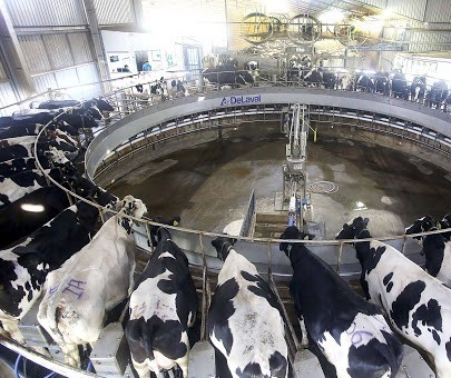 Paraná se torna o segundo maior produtor de leite do país