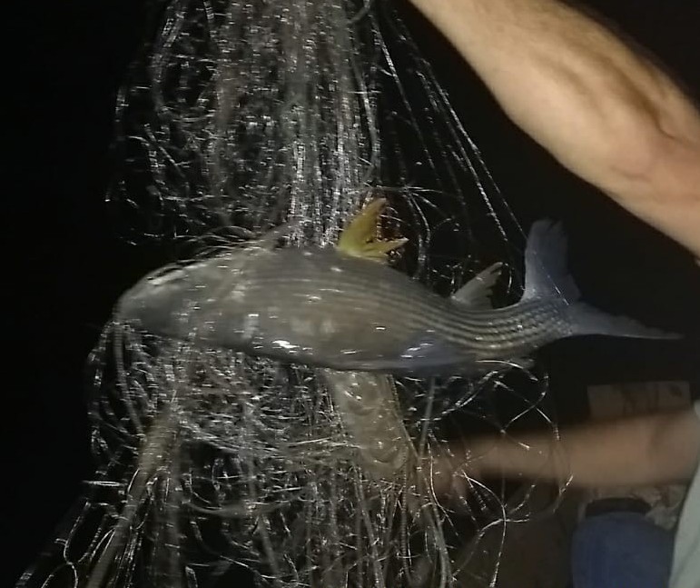 Casal é multado e preso por pesca ilegal no Rio Ivaí