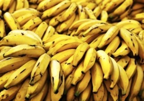 Empresa de sementes de Maringá está clonando mudas de banana para aumentar a produtividade no campo