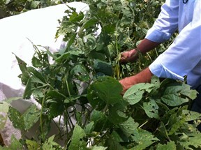 Coletor de esporos ajuda no combate à ferrugem da soja na região de Maringá
