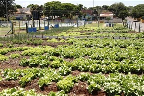 Banco do Brasil vai transformar projeto das hortas comunitárias de Maringá em cartilha