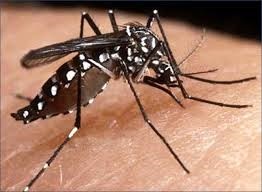 Triplicou o índice de mosquito da dengue em Maringá