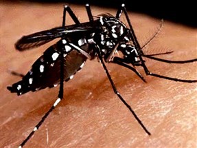 1.169 casos confirmados, 3.625 notificações. Maringá em epidemia de dengue