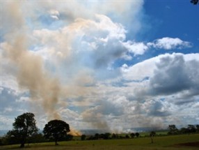 Após 30 horas de trabalho, incêndio em vegetação do Parque Nacional de Ilha Grande no Paraná é controlado