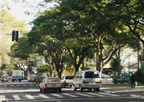 Mapeamento de Maringá vai apontar árvores que devem ser removidas