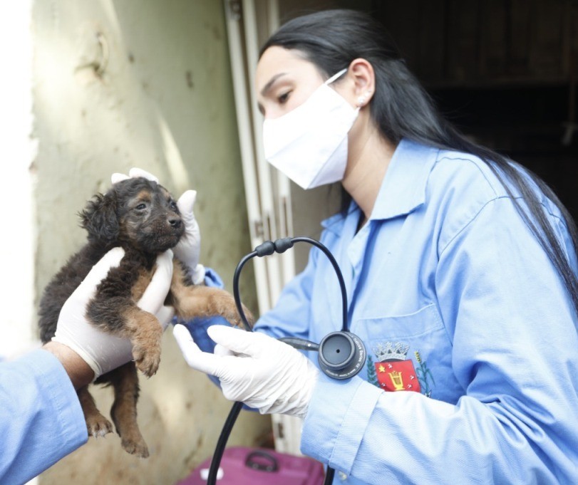 Homem é multado em R$ 20 mil por maus-tratos a cães em Maringá