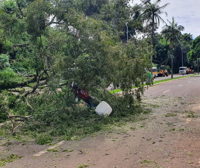 Árvore cai em cima de motociclista na Avenida Laguna em Maringá