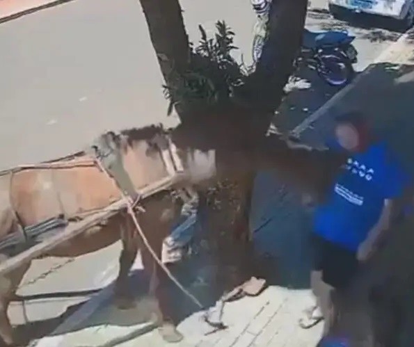 Vereador é mordido por cavalo em São Manoel do Paraná