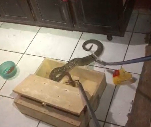 Cobra cascavel é encontrada por família dentro de casa em Sarandi