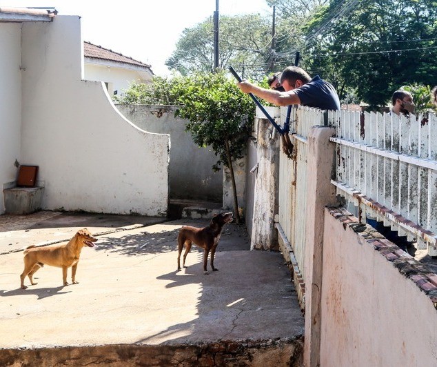 Cães abandonados são resgatados em casa de Maringá