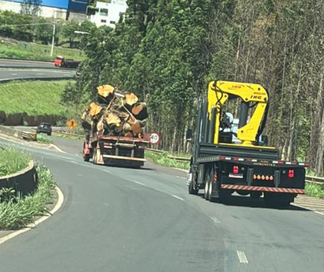 Empresária monta “logística” para salvar seringueira que faz parte da memória afetiva da família
