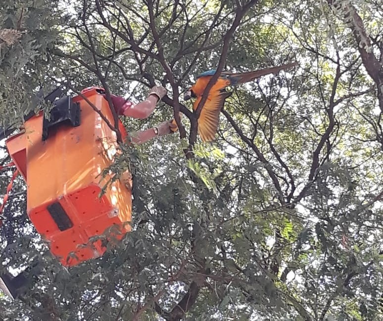 Bombeiros resgatam arara que estava no topo de uma árvore