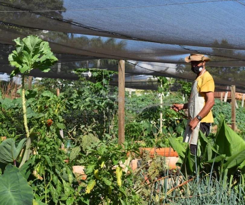 Maringá faz chamamento público para implantação de internet nas hortas comunitárias