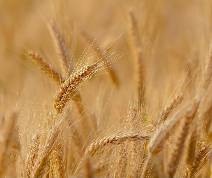 Plantio do trigo chega a 68% no Paraná