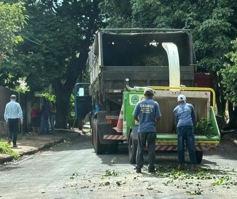 Paranavaí começa a erradicar plantas cítricas na área urbana