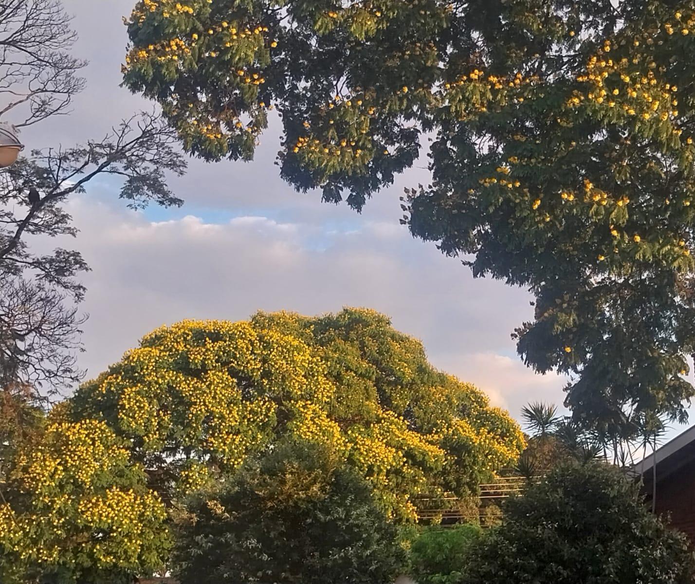 Confira a previsão do tempo para este domingo (14) em Maringá