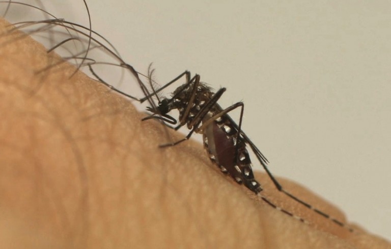 Dengue: Maringá registra um caso em uma semana