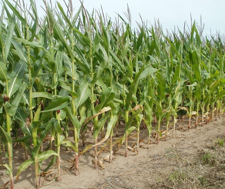 Falta de chuvas e altas temperaturas no norte estão prejudicando o milho e o trigo 