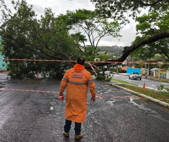 Temporal provoca queda de oito árvores em Maringá